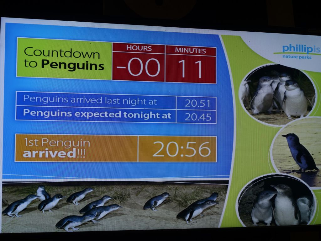 they had a penguin arrival counter :)
