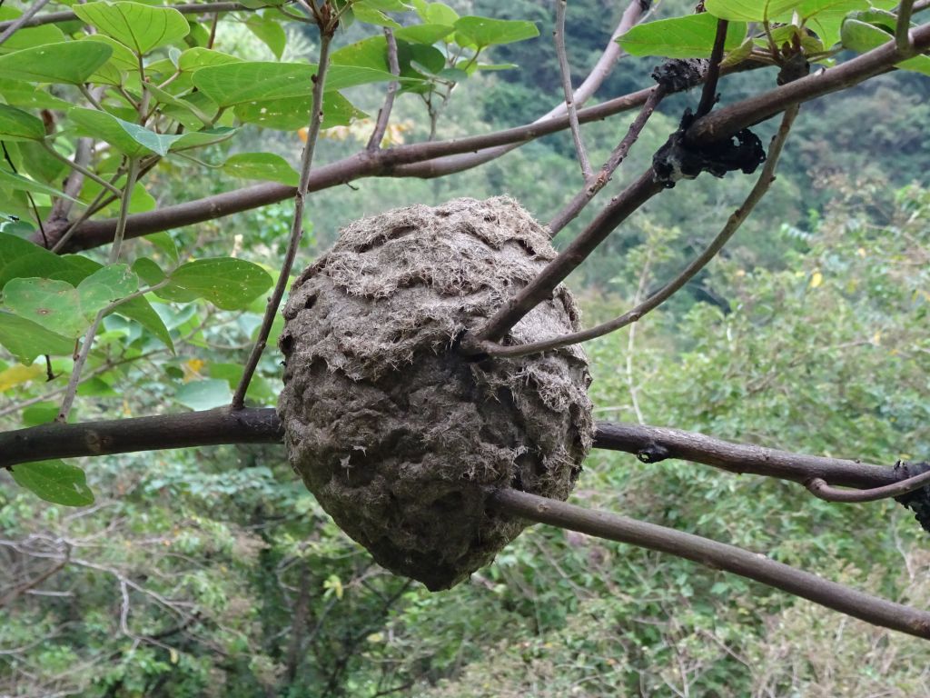 turns out it's actually ants that build nests in trees