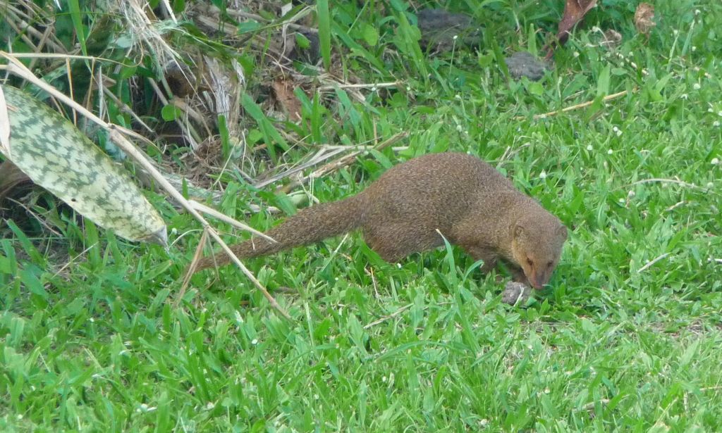 Maui has many mongooses