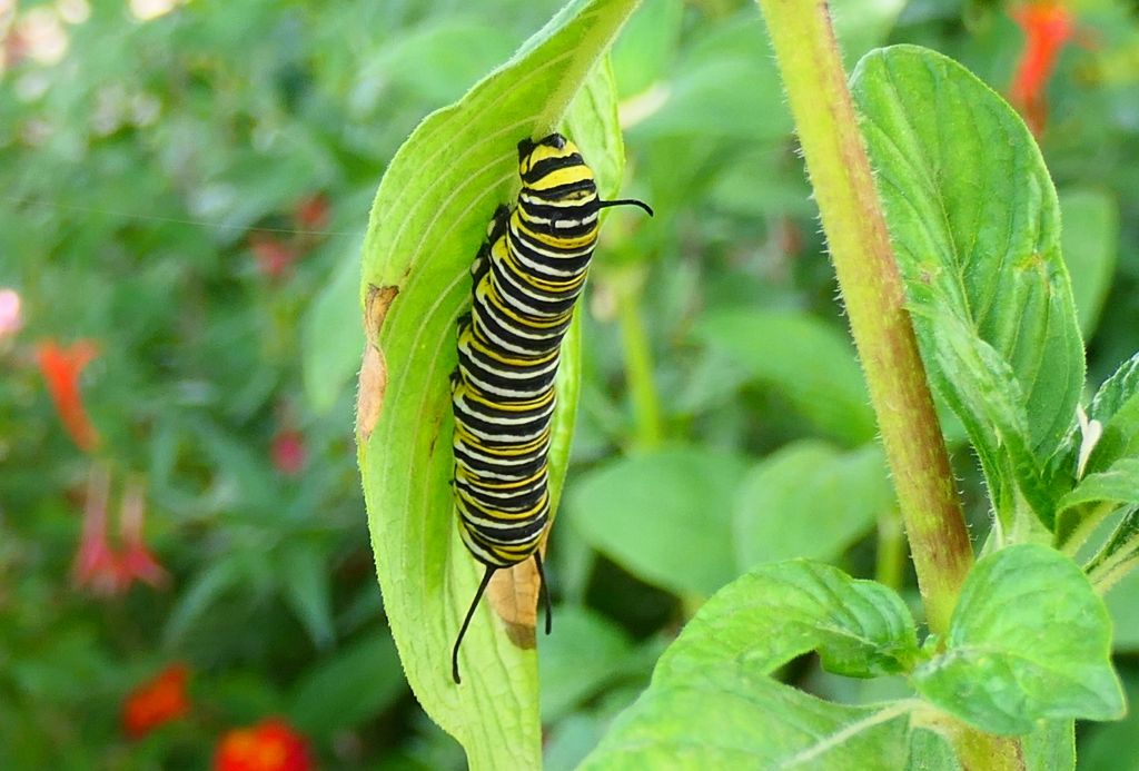 monarch butterfly catterpillar