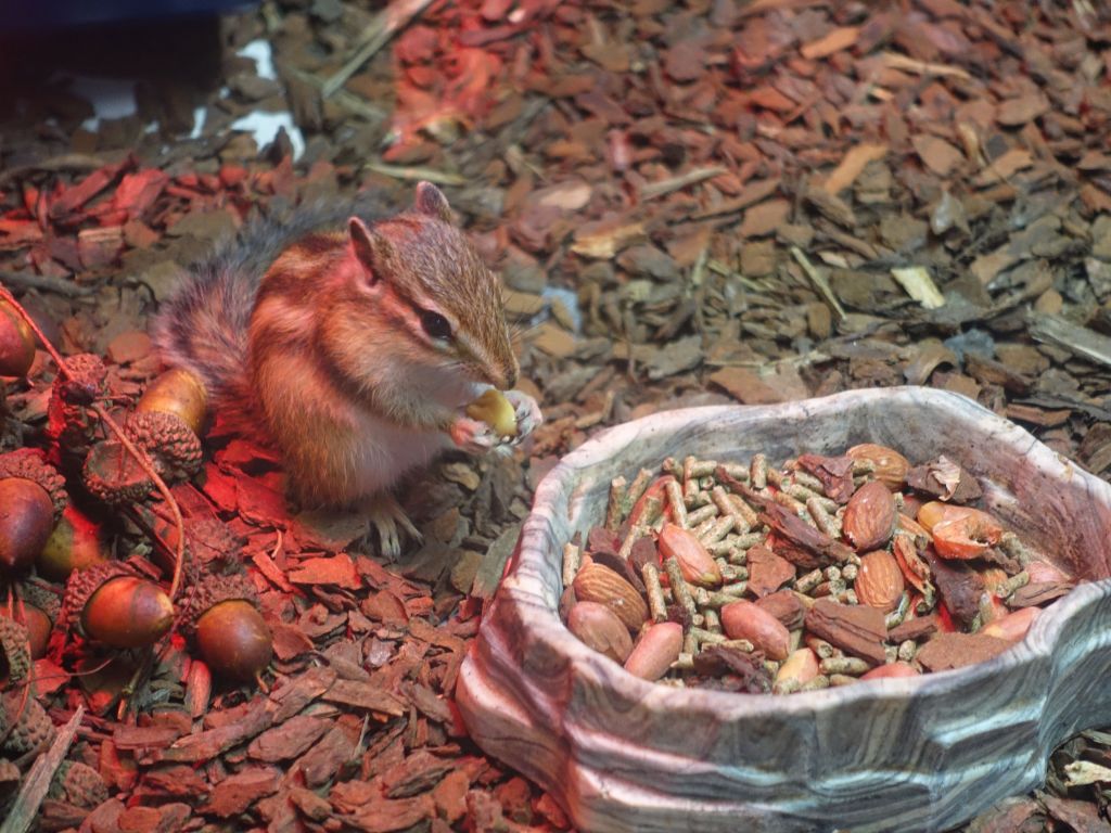 they also had random land animals like these cute chipmunks, which they called squirrels