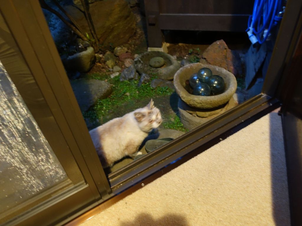 our ryokan had a very old cat that was half deaf and blind