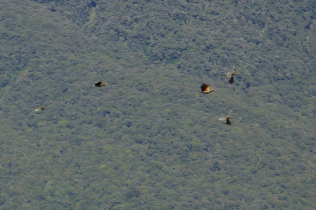 we got lucky enough to a flock of Keas fly by