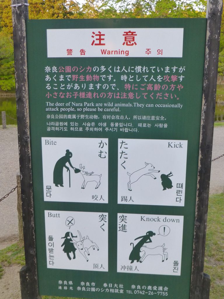 don't mishandle the deer in Nara :)