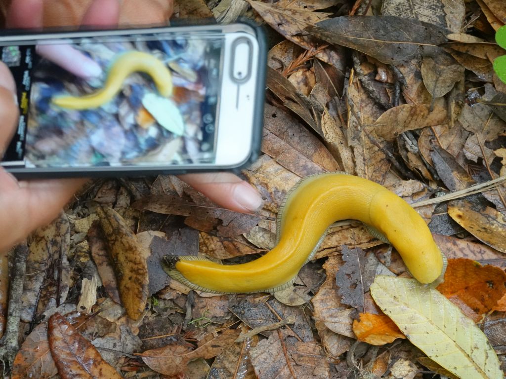 Cynthia found multiple banana slugs