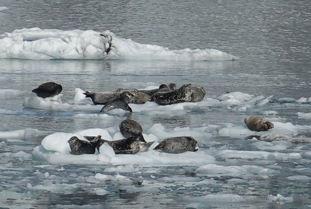 lot of seals sleeping on the ice to avoid the orcas