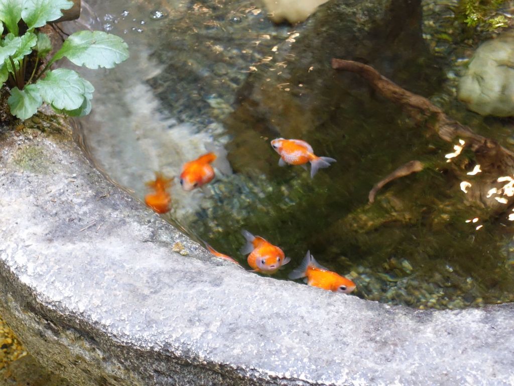 marble goldfish