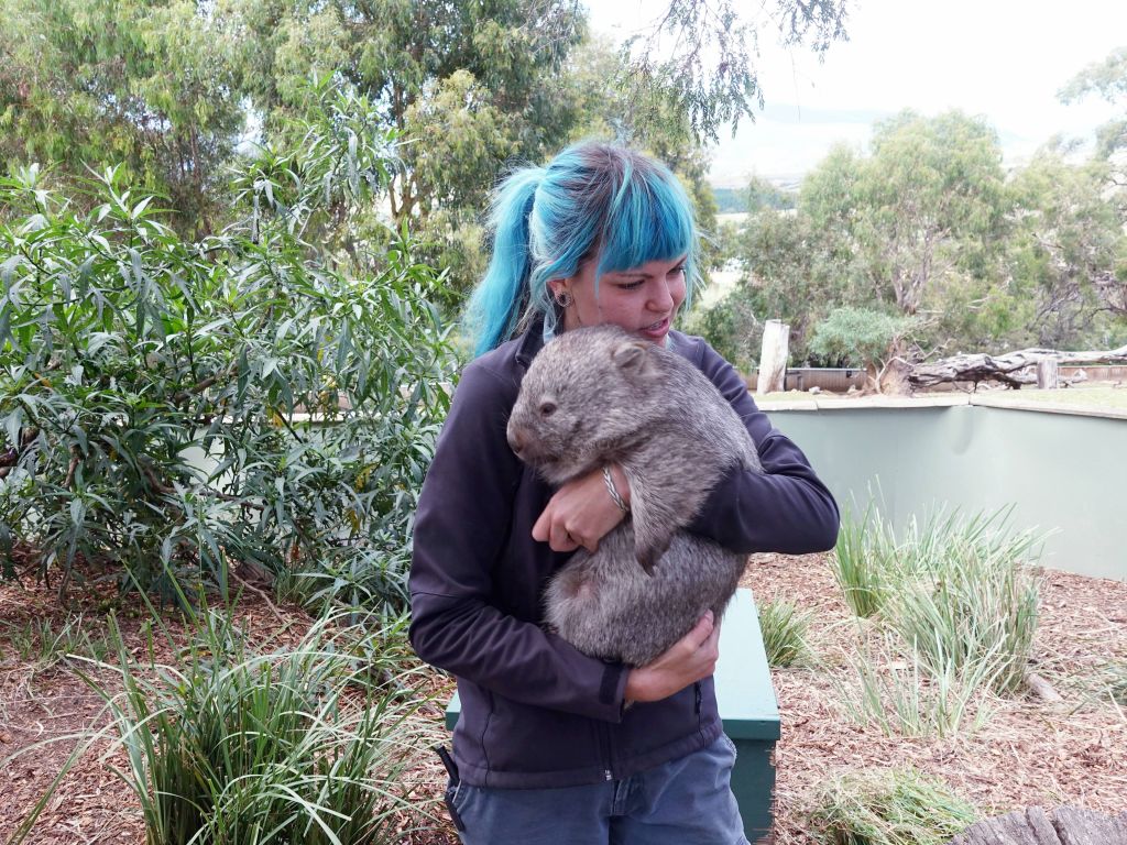 then, we got a baby wombat (they are cudly when they are small, but not when they grow up)