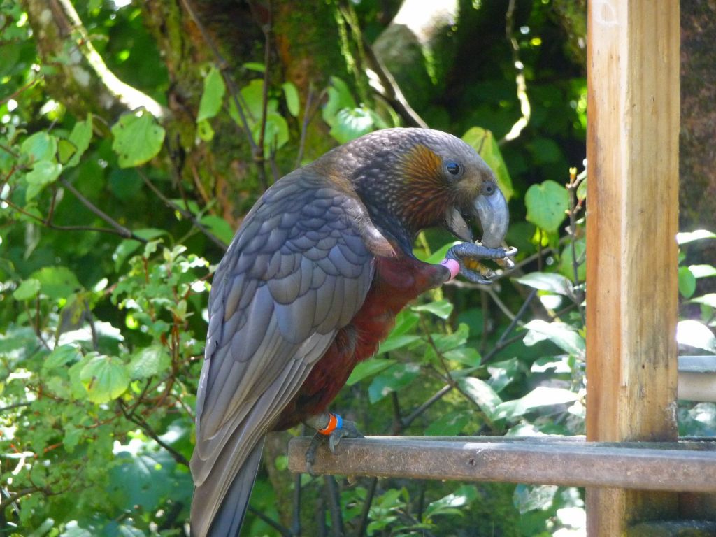 New Zealand Kaka (like a parrot, but not quite)