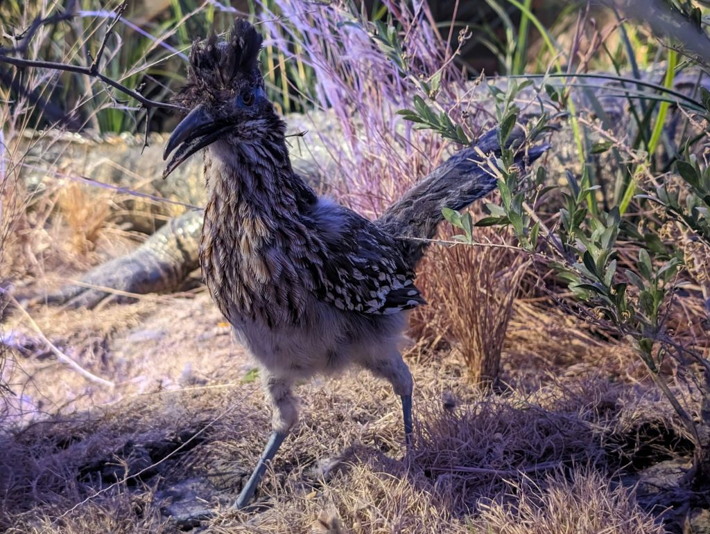 I did actually see a roadrunner while driving around, cool birds :)