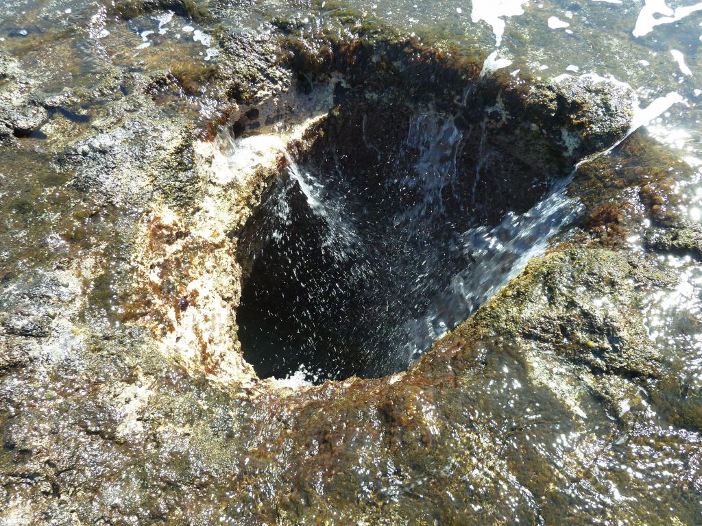 the blowhole