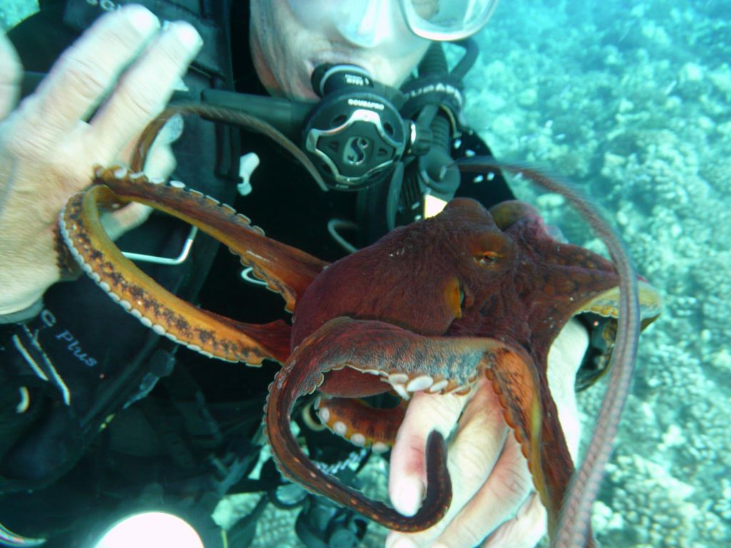 Octopuses are fun to play with