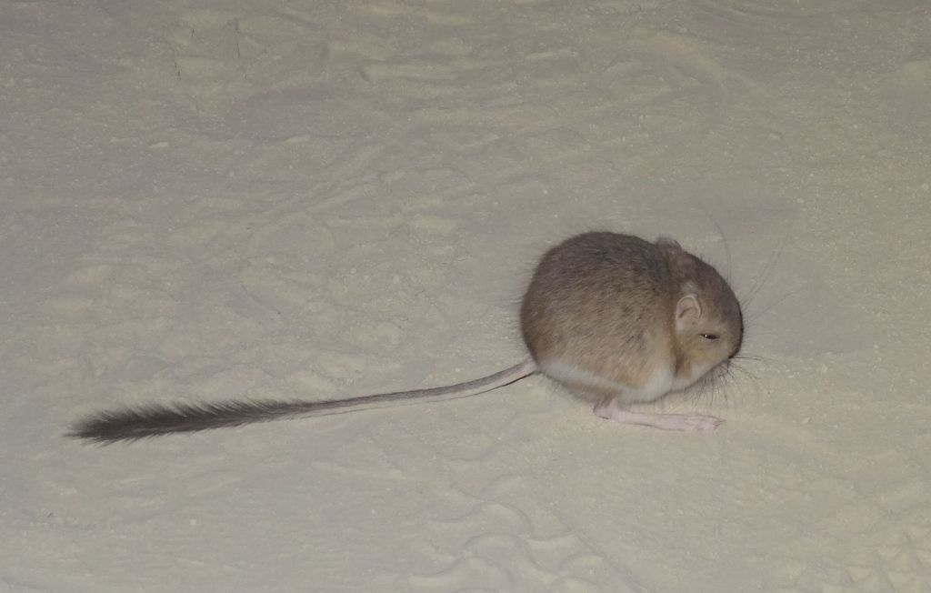 I found this kangaroo mouse, so cute