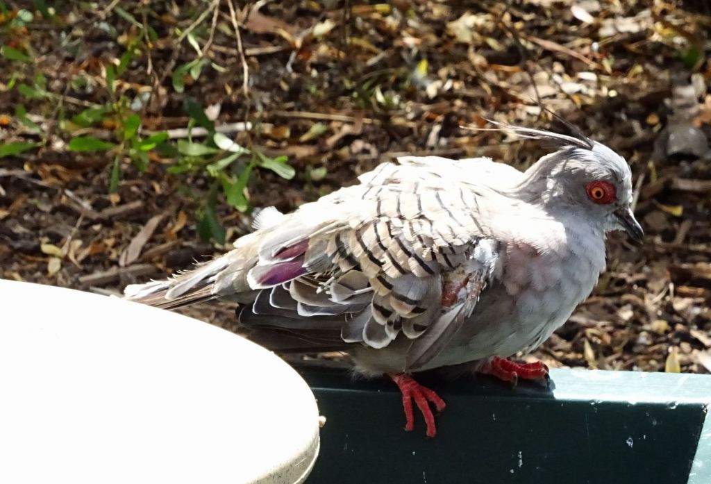 this pigeon looks like it's on drugs with bloodshot eyes :)