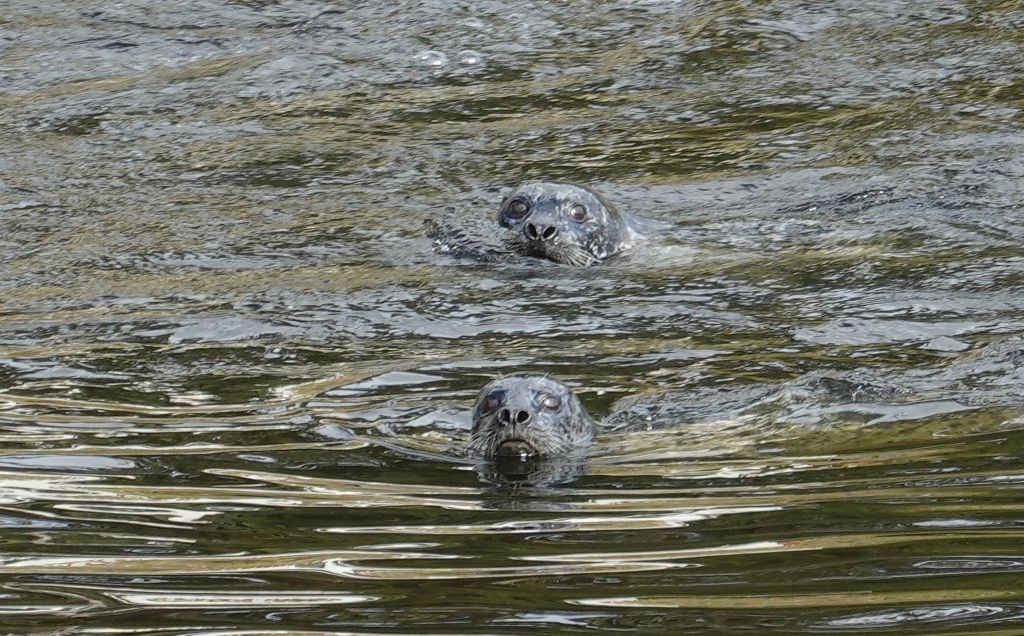 several seals came up the river to eat the exhausted salmon