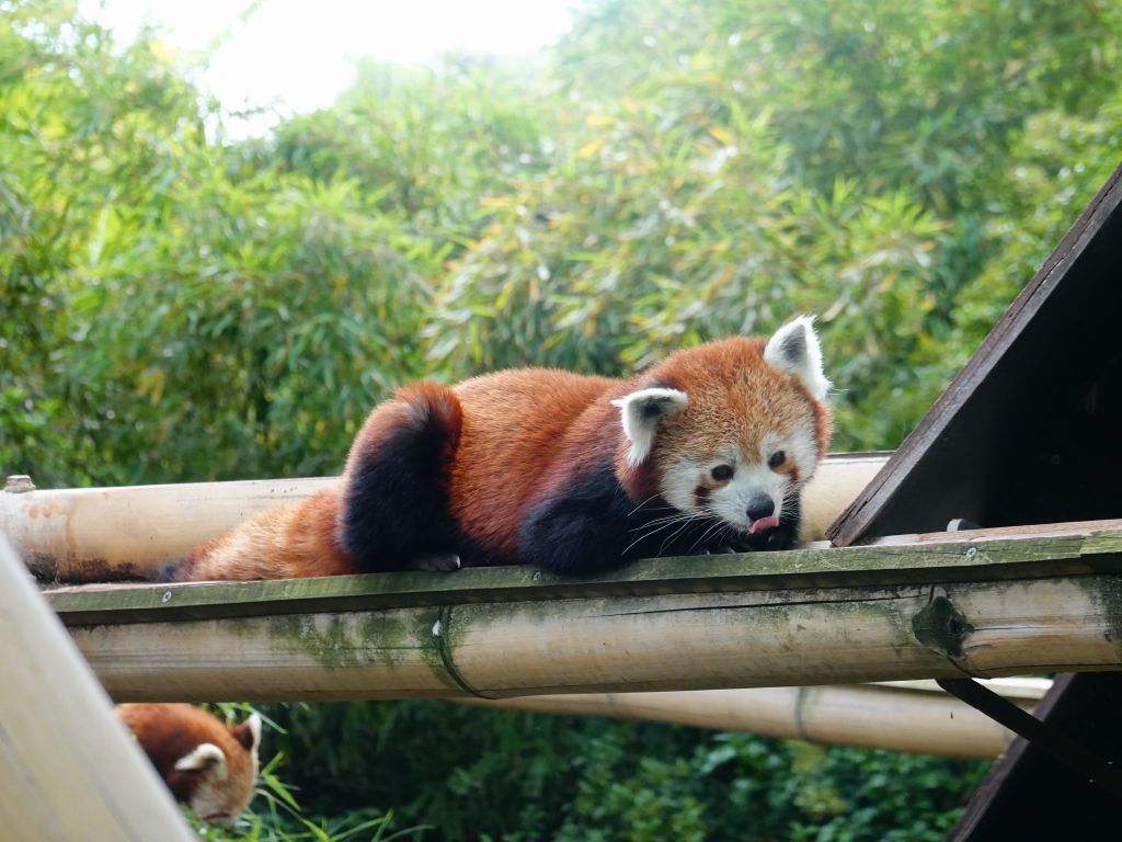 red pandas are so cute :)