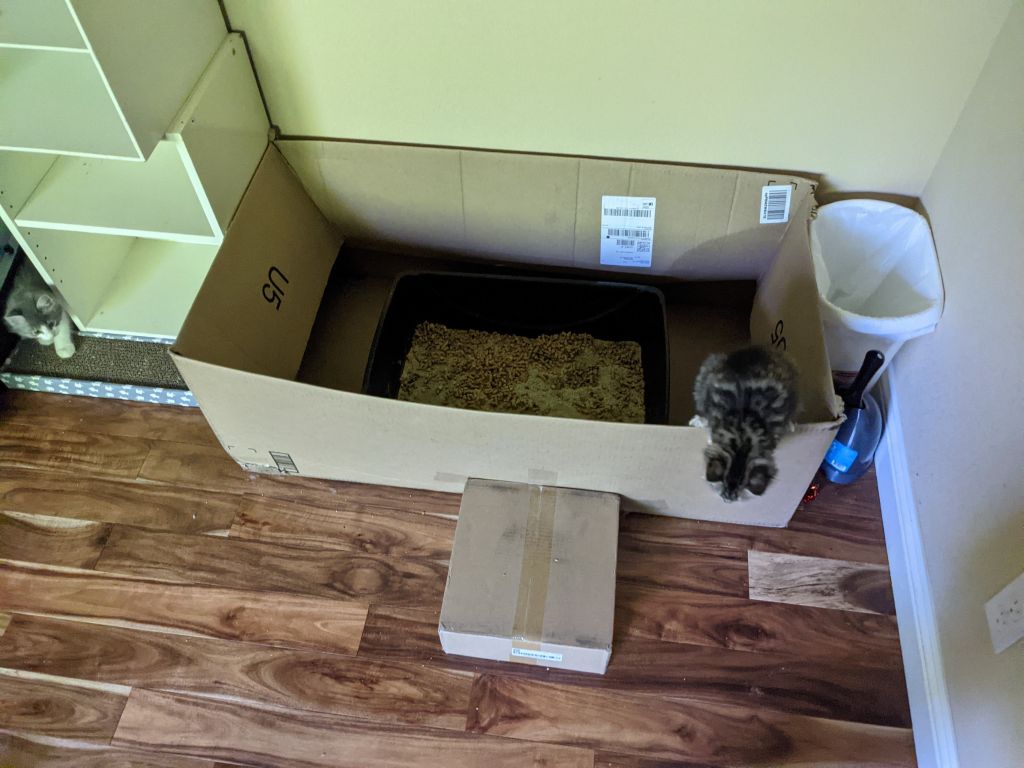 I was happy to get this big amazon box to contain the mess a little bit more. Kittens learned to jump in and out