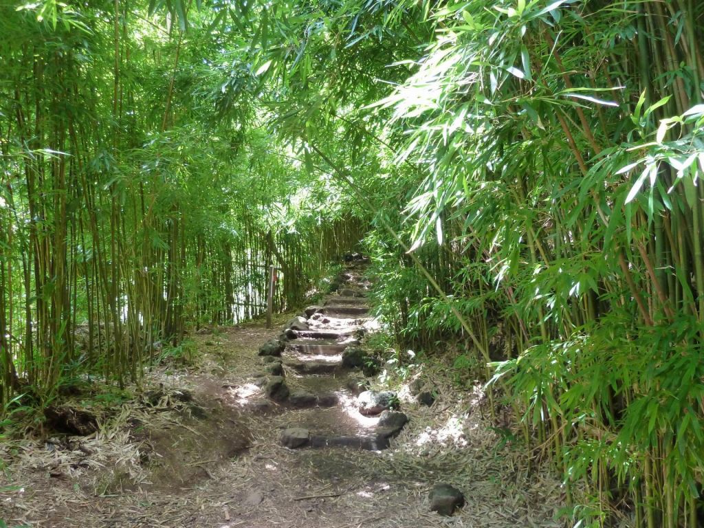 very nice bamboo forest