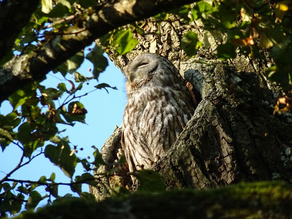 we got lucky to see this owl trying to sleep