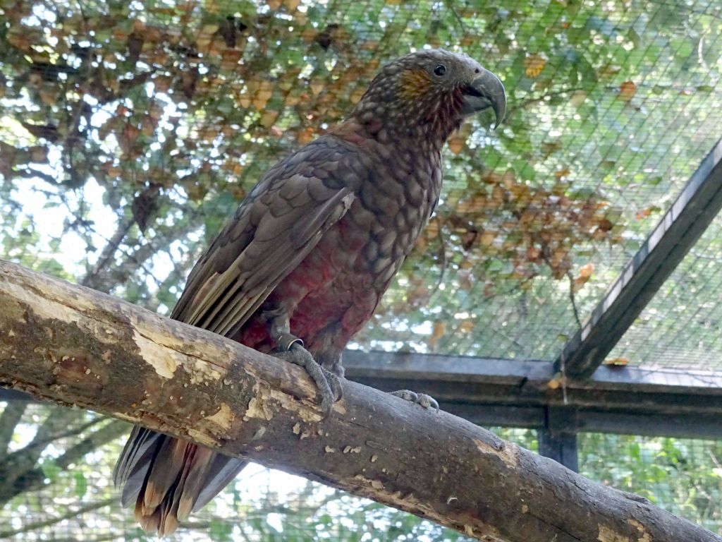 kea, their local parrot