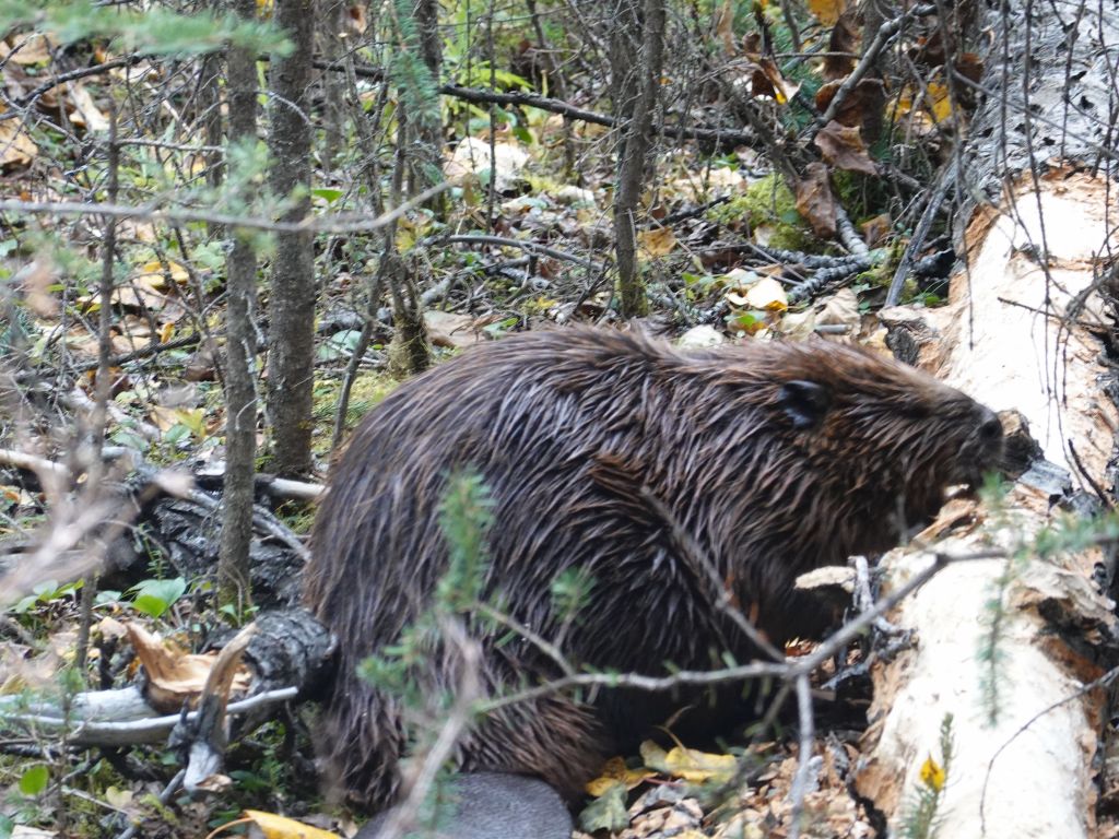 I even found a beaver cutting a tree trunk