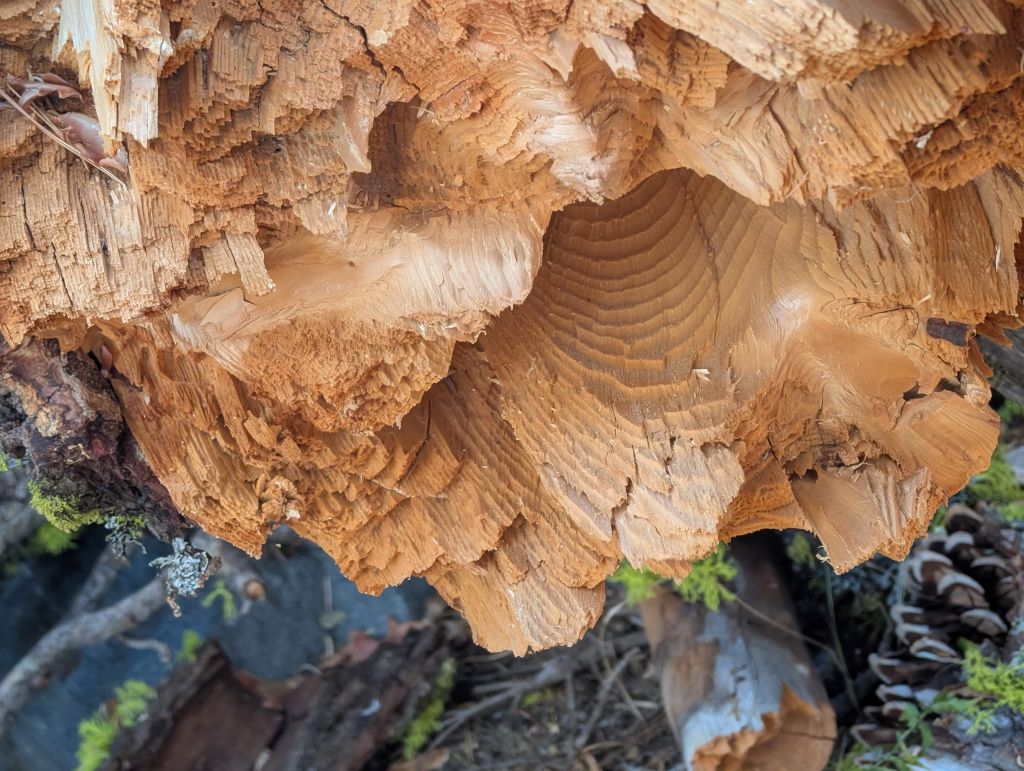 cool to see the age rings on the fallen tree