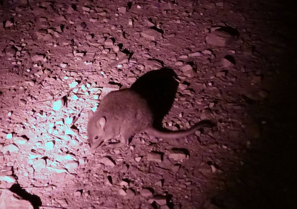 some kind of mouse rat