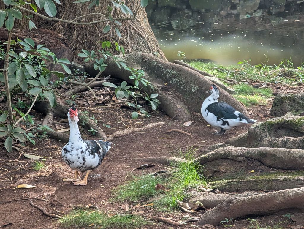 happy ducks :)