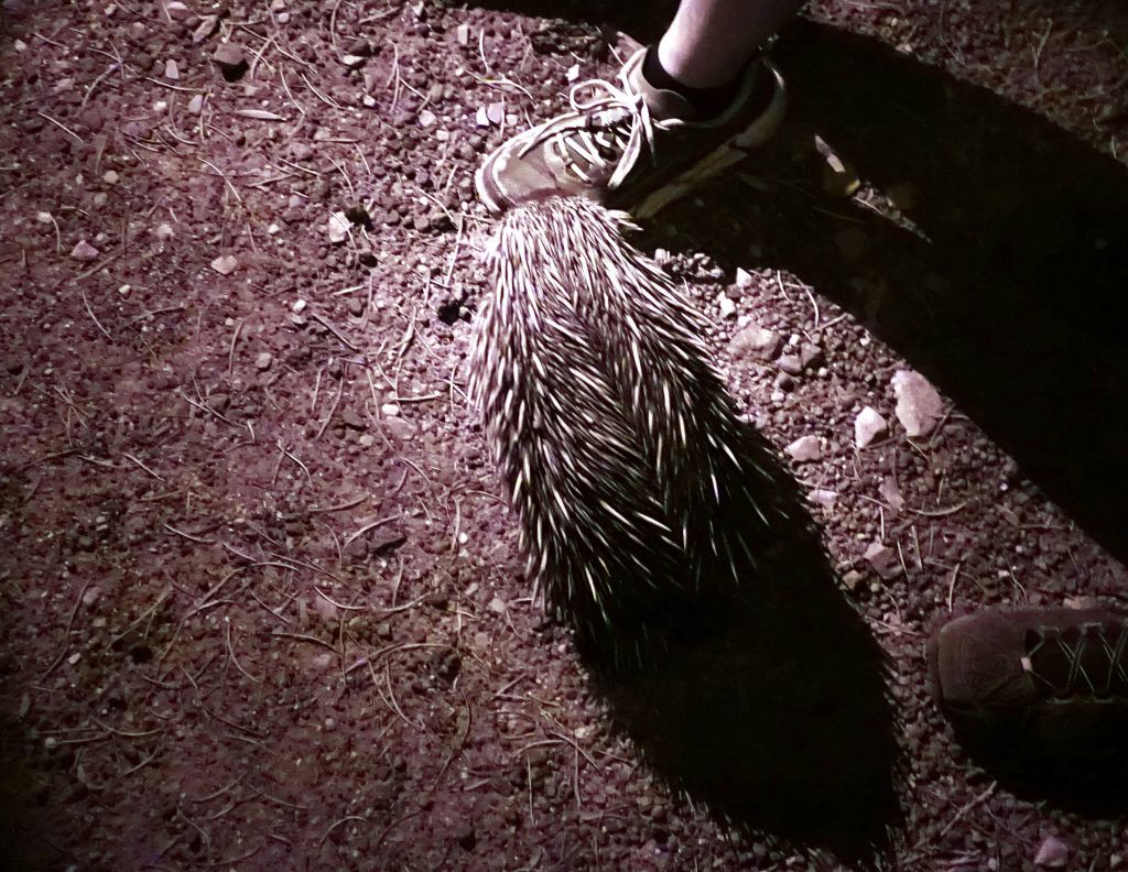 the echidnas were curious and came to our feet. One came to sniff my hand with its little wet nose
