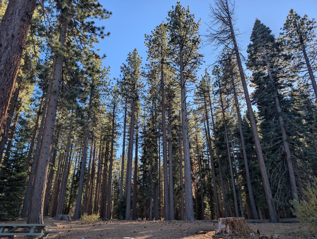 the resort was able to save the trees from loggers