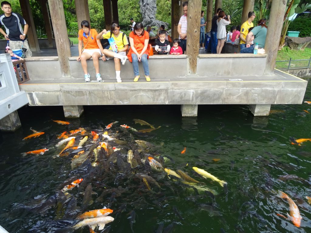 very fat koi fish, if they could walk on land to get your food, they sure would :)