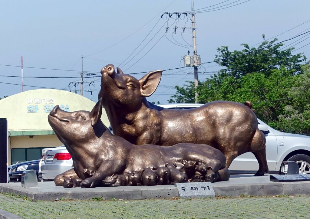 Jeju is known for black pigs