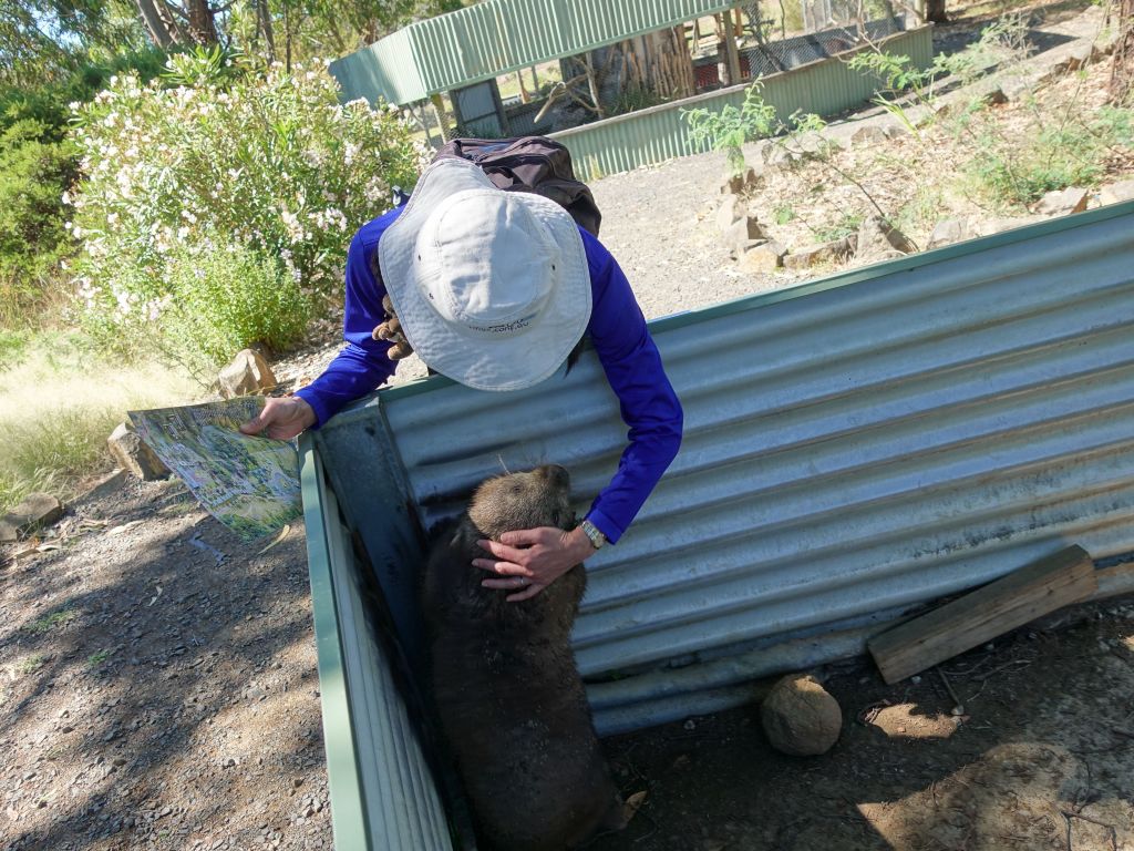 Jennifer practised her wombat petting technique