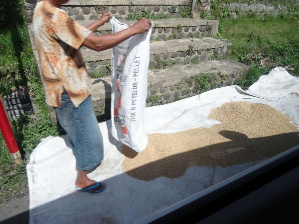 people drying their rice on the side of the road...