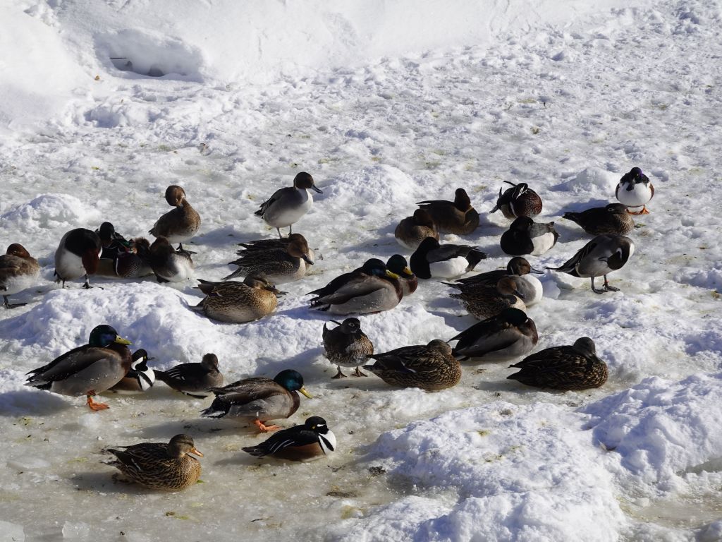 even the ducks were fine with the cold