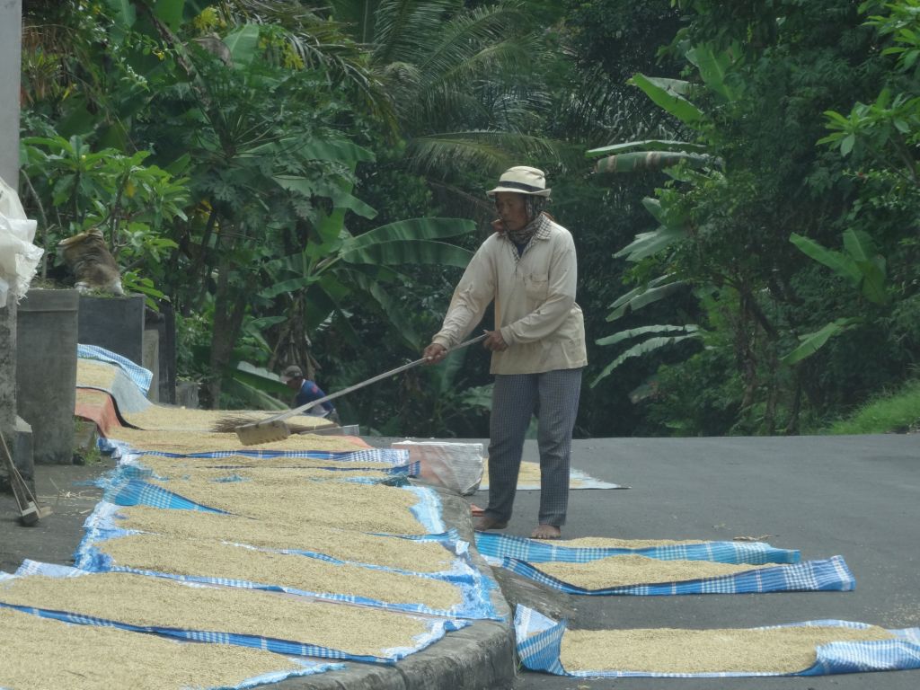 Some road were pretty narrow and still had rice drying on them