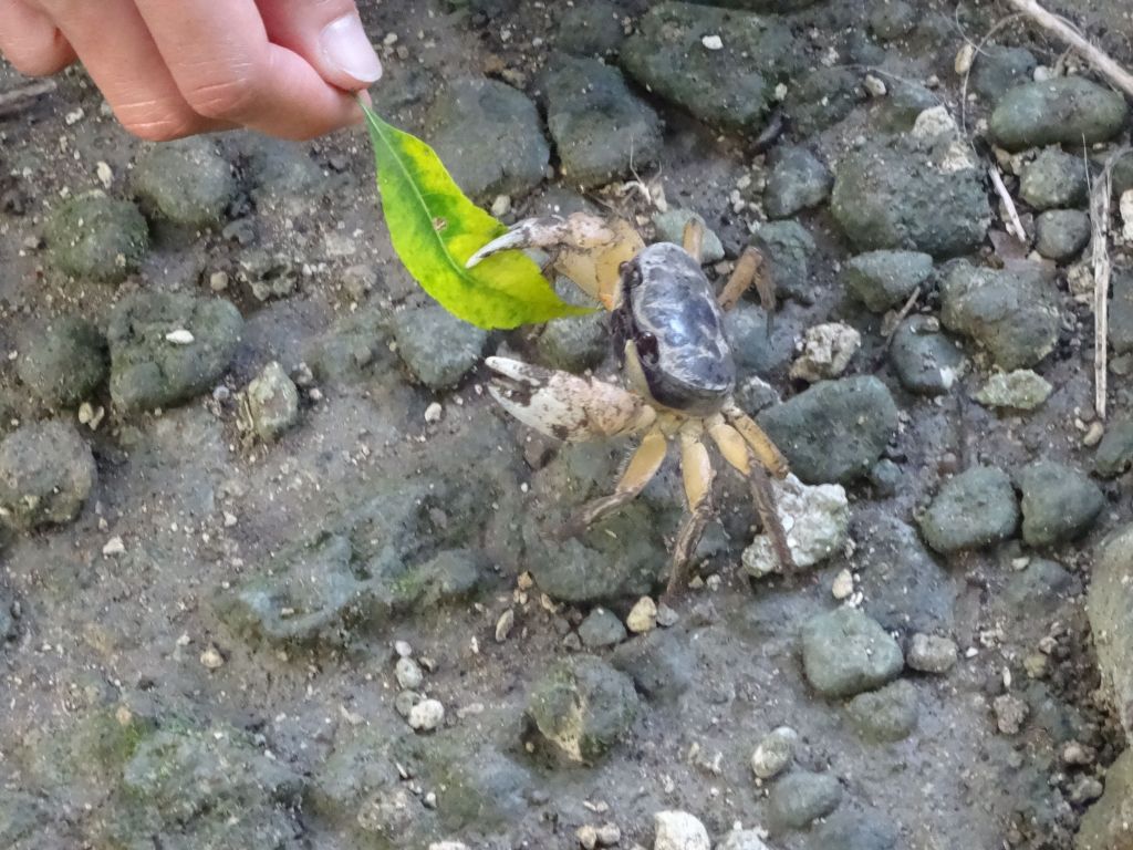 we were able to feed the crabs some leaves, which they were happy to take from us
