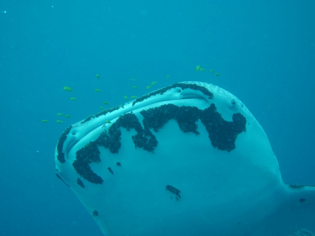 sadly, our friend whale shark had a lot of parasites on it