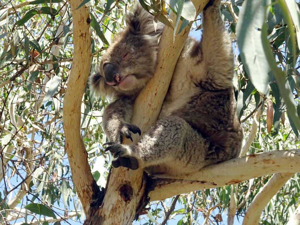wild koala