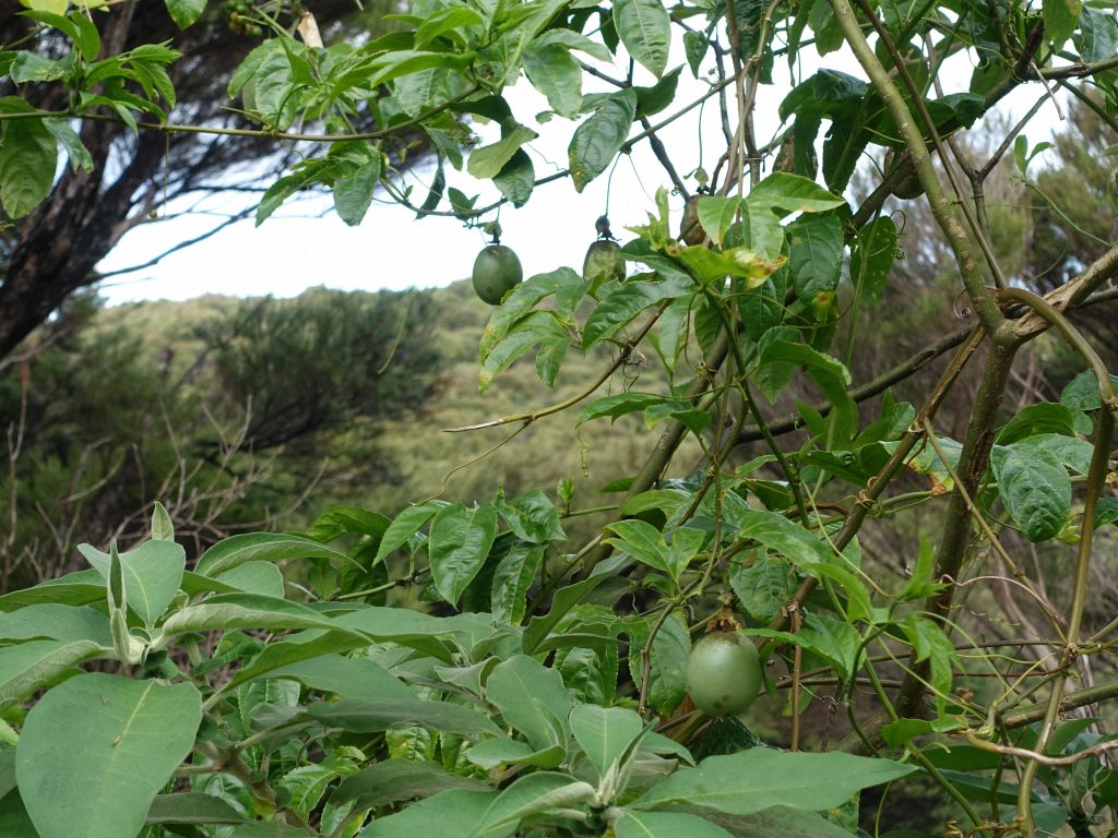 passion fruit, but not quite ripe yet