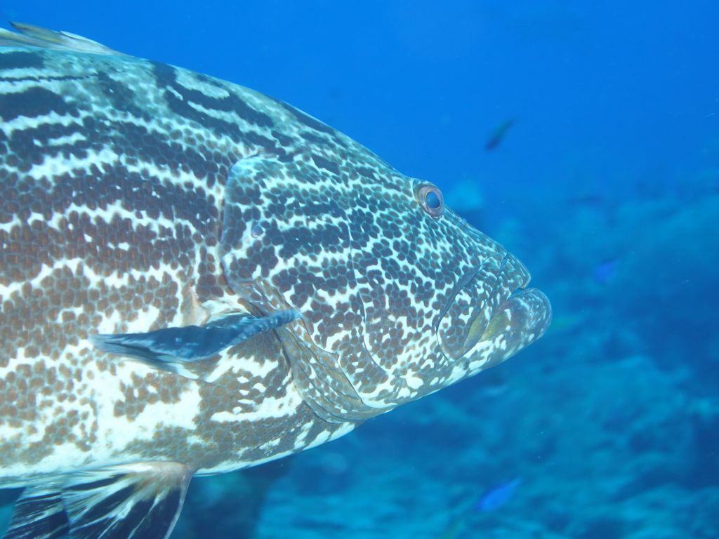 big groupers also came to join
