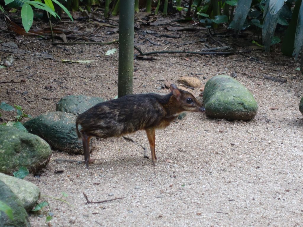 mouse deer, had never seen one before, looks like a big rat :)
