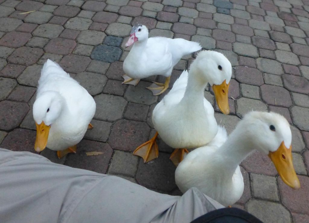 the ducks were very happy to be fed :)