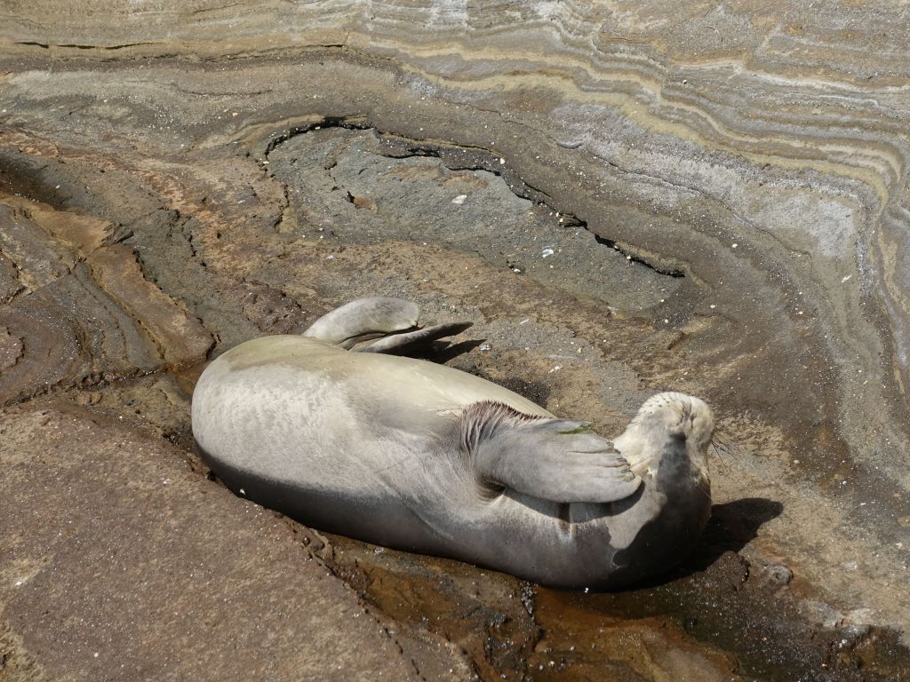 we found a rare solitary monk seal, sunbathing