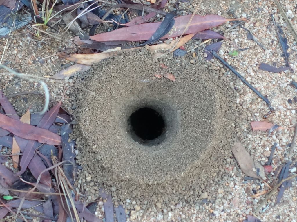 ants make those big holes so that insects and small animals fall in it, and then they eat them