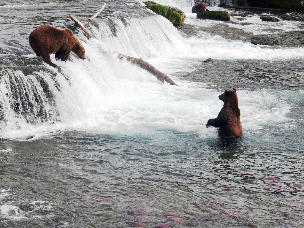 some bears wait for the fish to jump up, miss, fall back and then they catch them
