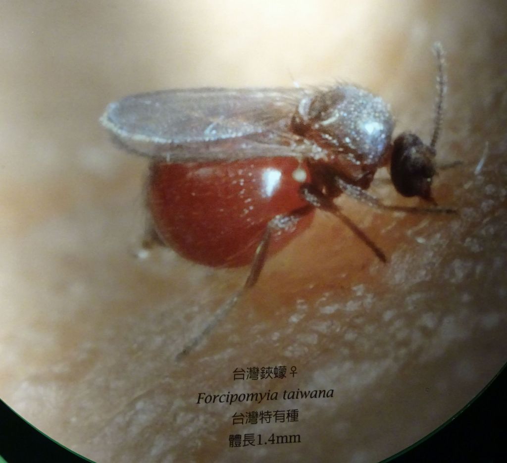 Taiwanese mosquitoes are bad