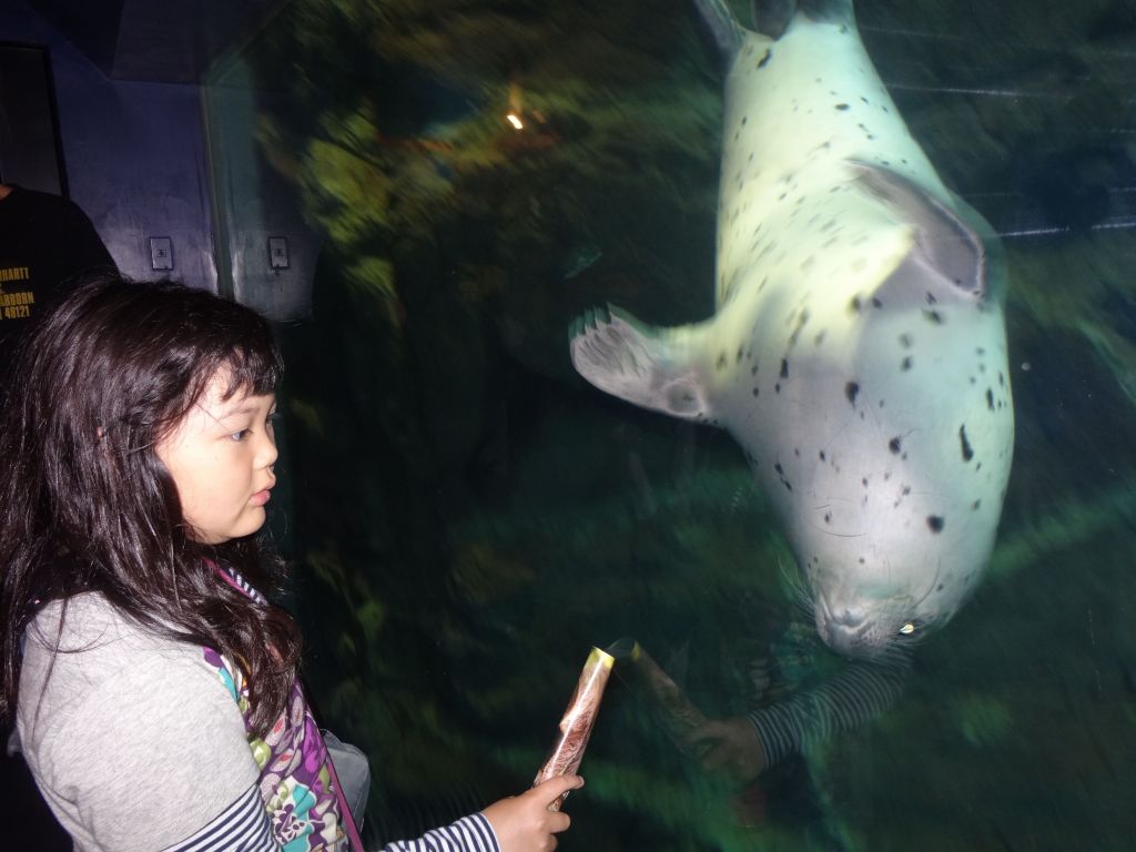 the seals were playful and would look at you and interact through the glass