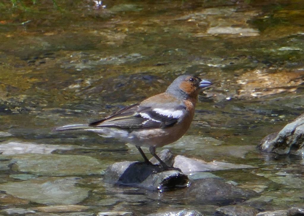 the routeburn lost many birds due to introduced mammals, we only got to see a few