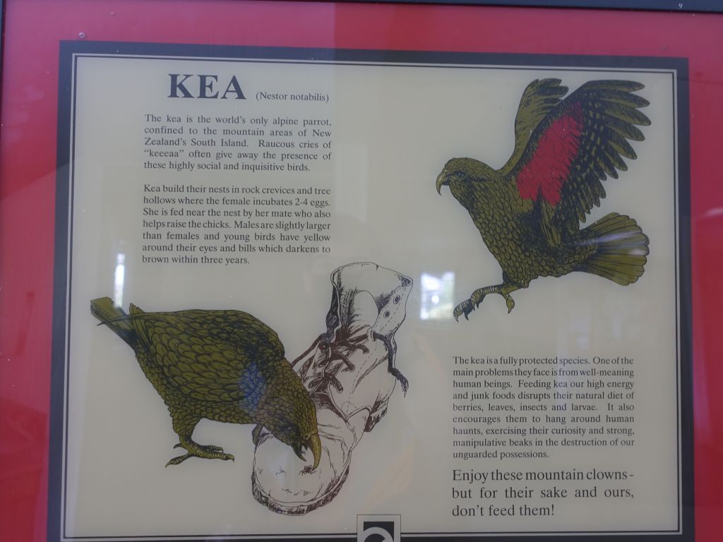 warning on how the keas love to destroy your hiking boots :)